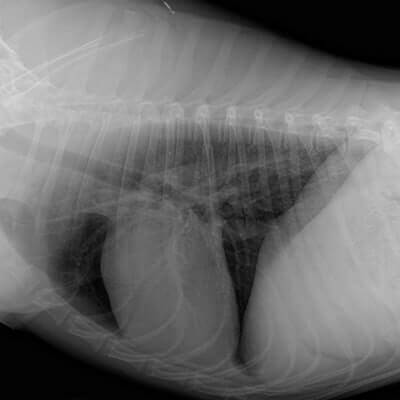 can a dog have an x ray without anaesthetic