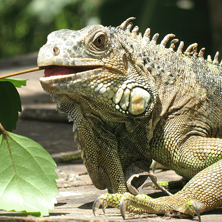 pocket pets in florida